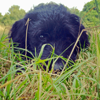 dogstagram, hampstead dog walking, walk with james