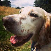 dogstagram, hampstead dog walking, walk with james