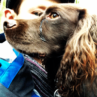 dogstagram, hampstead dog walking, walk with james